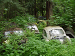 VW Salvage Yard with Volkswagen Beetles Stuck in the Weeds