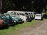 Forgotten VW Salvageyard With Group of Volkswagen T1 Split Window Buses