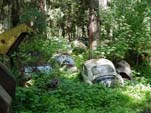 Volkswagen Salvage Yard With VW Beetles Hidden in The Bushes