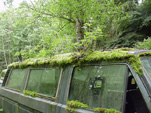 Volkswagen Salvage Yard With VW Vanagon Bus Covered With Moss and Ferns